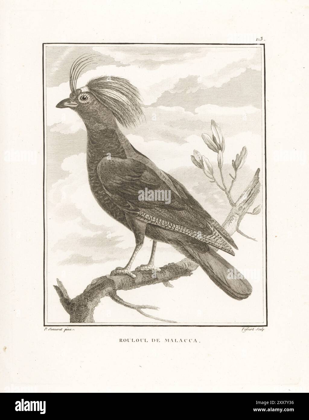 Crested partridge, Rollulus rouloul. Crested wood partridge, roul-roul ...