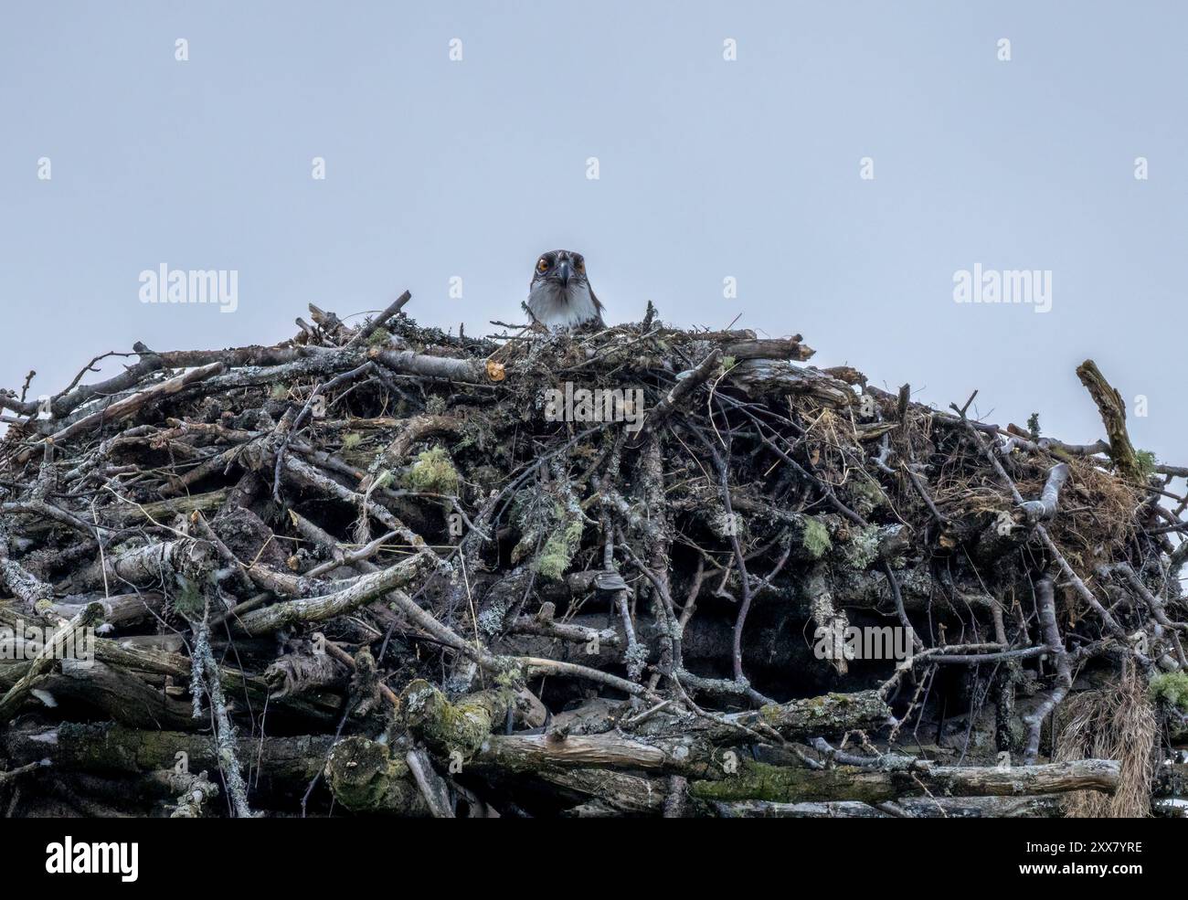 Juvenile osprey still on the large nest on an island in Scotland ready to fledge and migrate Stock Photo