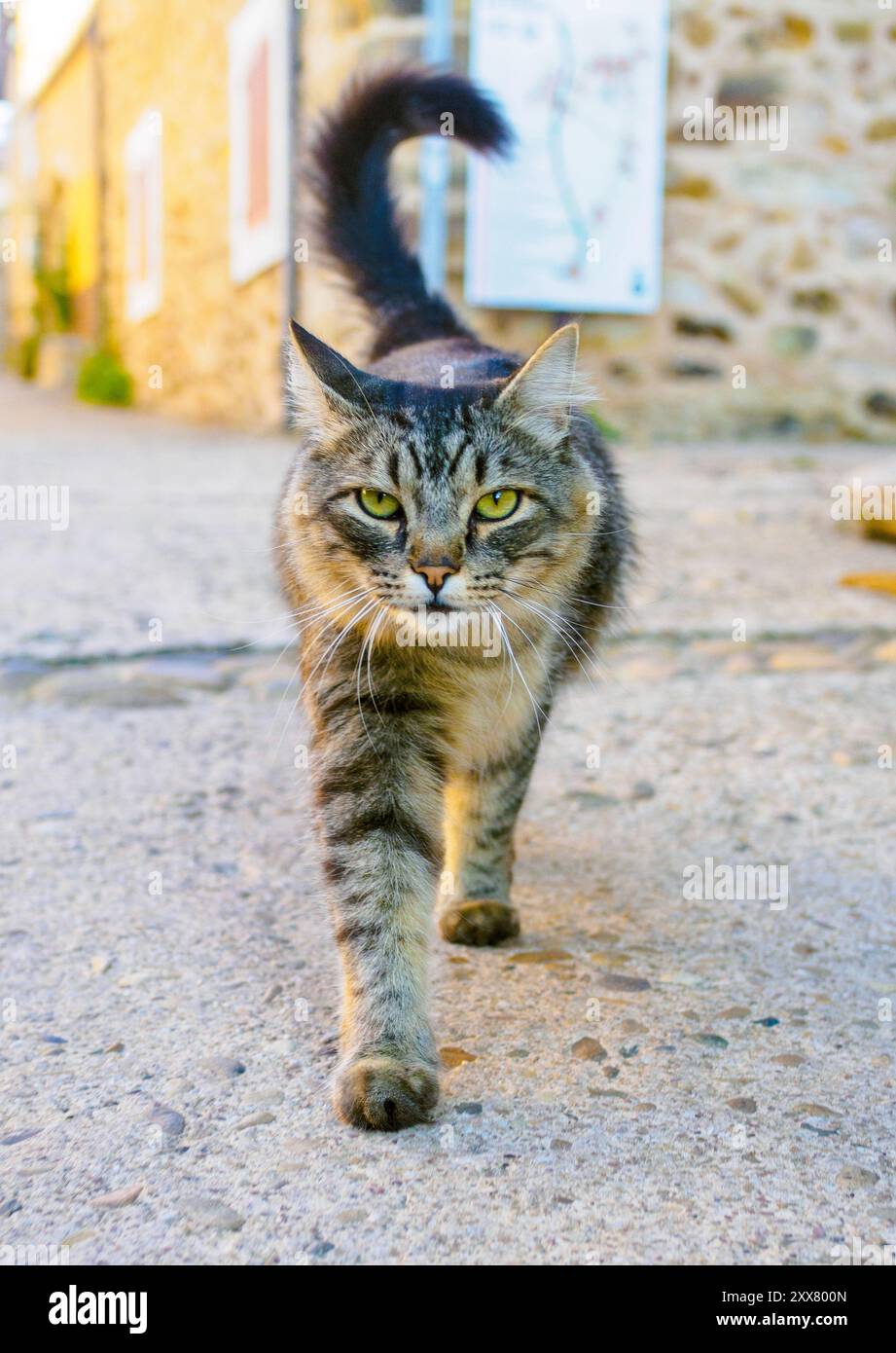 A close-up of a tabby cat with a focused expression, walking on a stone floor outdoors. Stock Photo