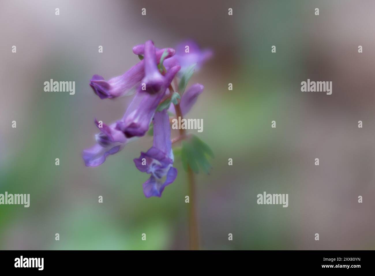 Wildflower photography art hi-res stock photography and images - Alamy