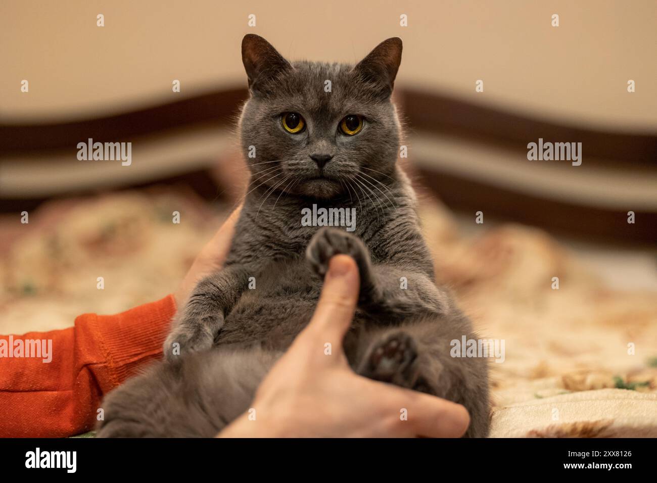 A British Shorthair cat is sitting on a bed and looking at the camera ...