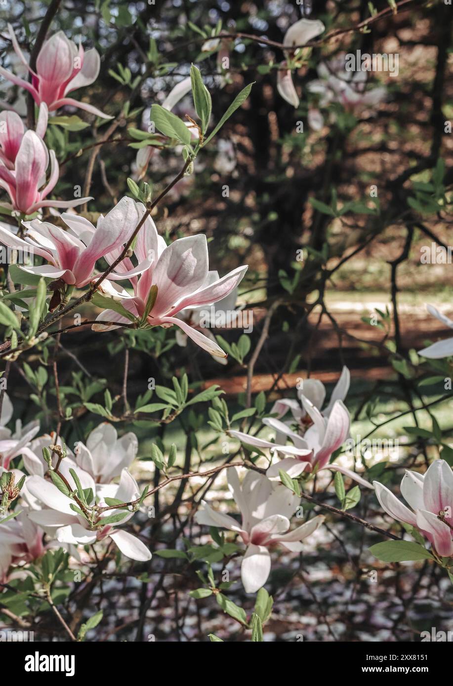 Gorgeous blooming hi-res stock photography and images - Alamy