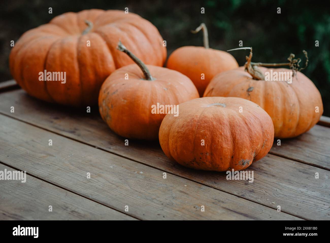 Five pumpkins on a wooden surface, outdoor rustic setting Stock Photo