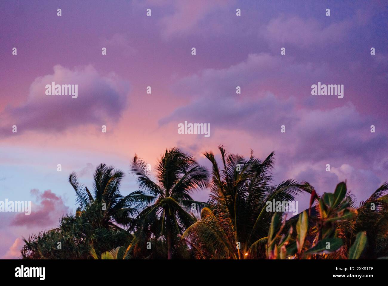 Vibrant Pink and Purple Sunset Sky with Palm Trees in Phuket, Thailand ...