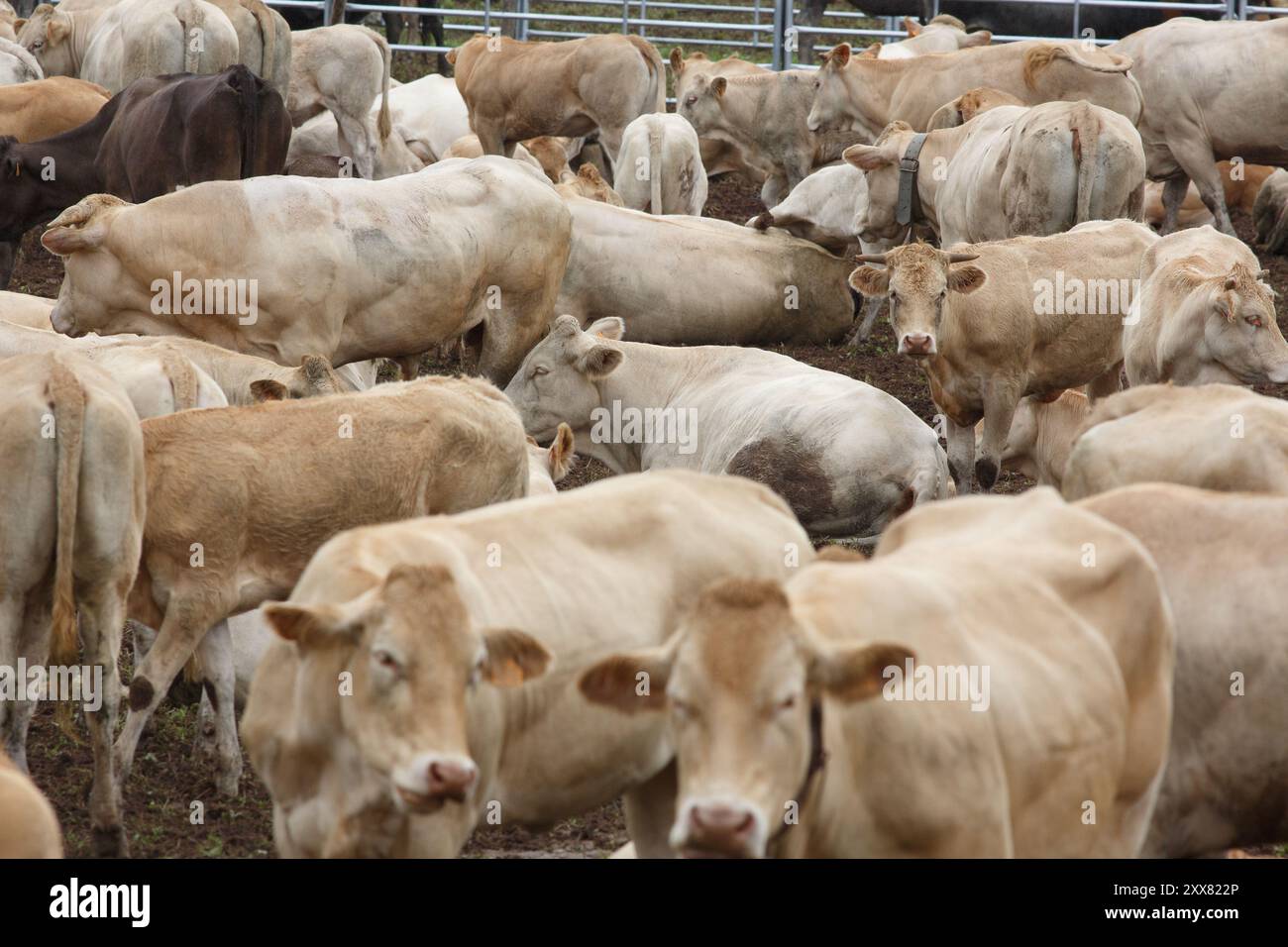 group of cows on a farm Stock Photo - Alamy