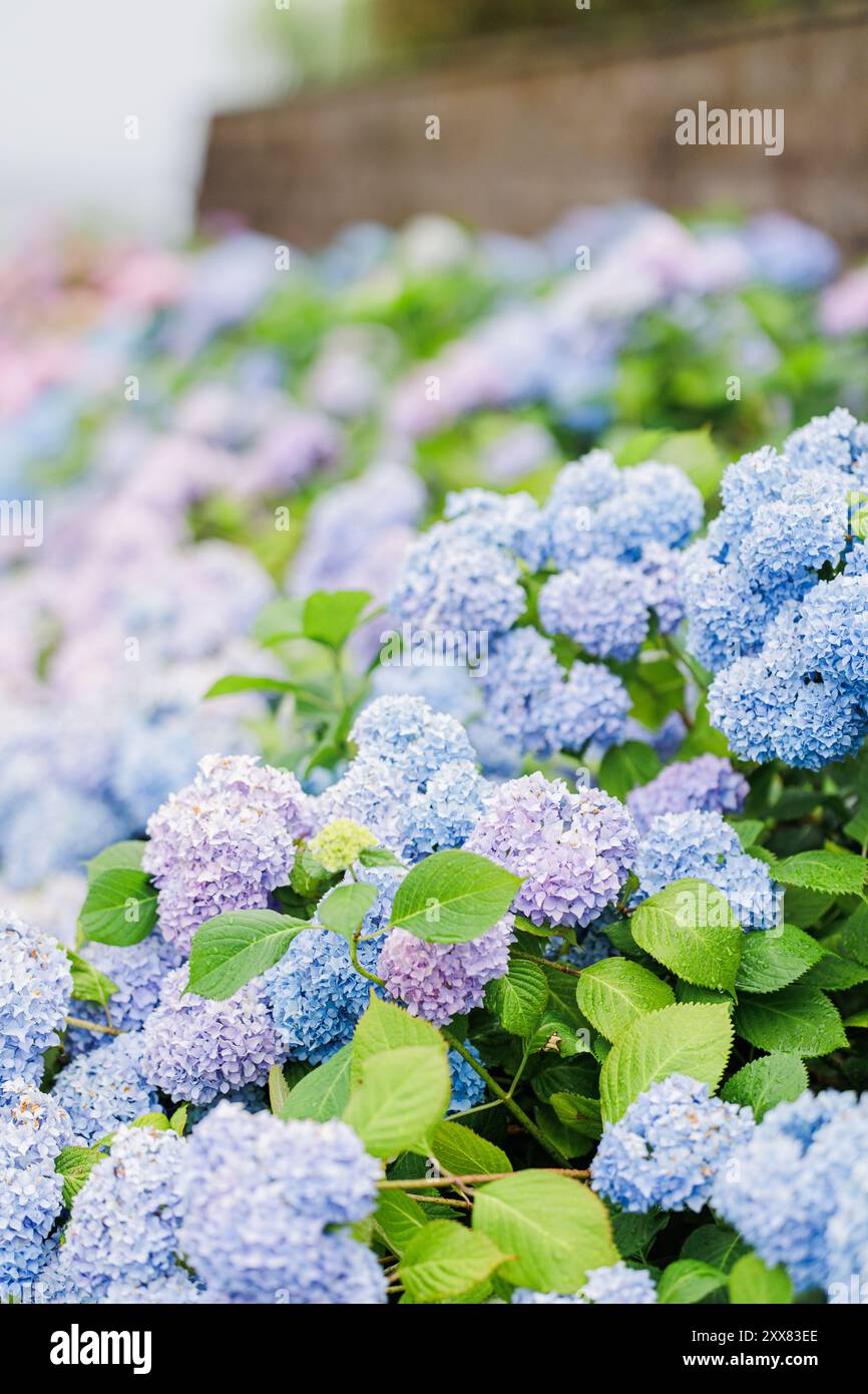 Blue and purple hydrangeas blooming in Harwich Port, Cape Cod Stock Photo