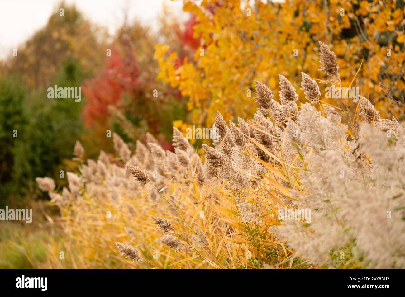 Warm autumn forest scene with red, orange, yellow leaves Stock Photo