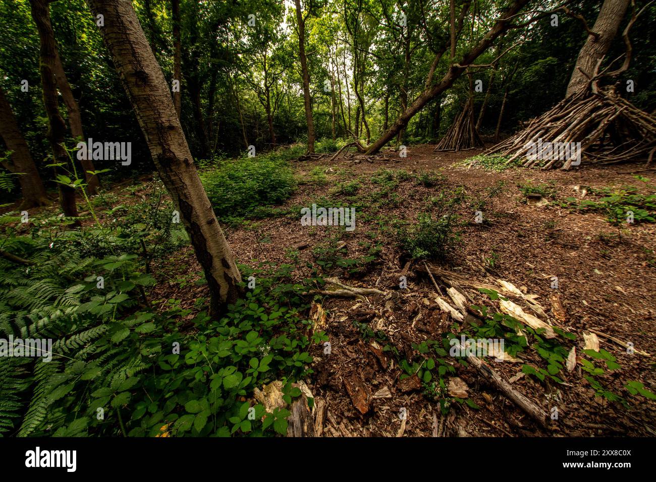 William Wilberforce moody woodland at  Keston Common, village in Greater London, England. Natural patterns, nature, environment, mindful, influence, Stock Photo