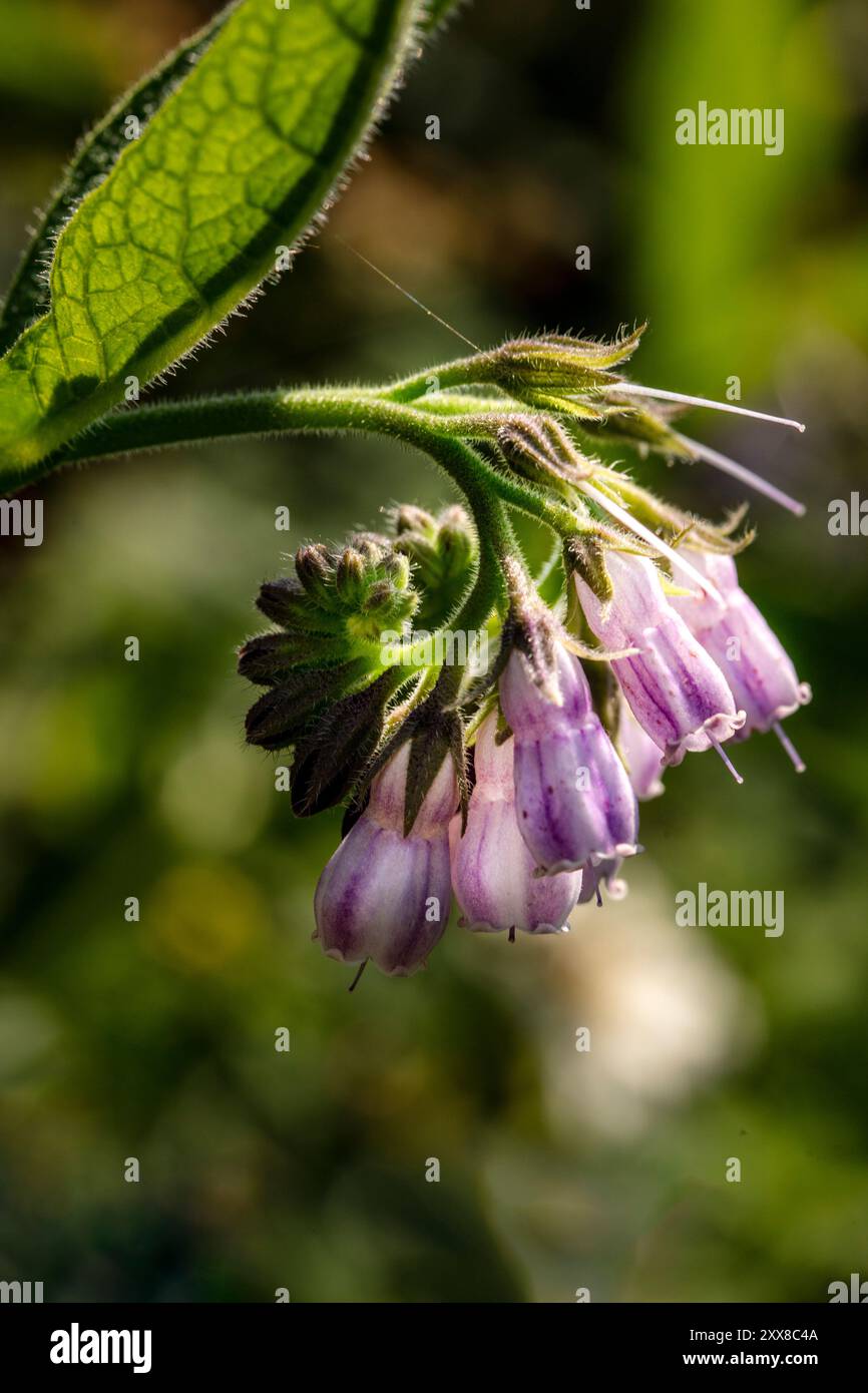 Natural close up flowering plant portrait of the garden useful Comfrey ...
