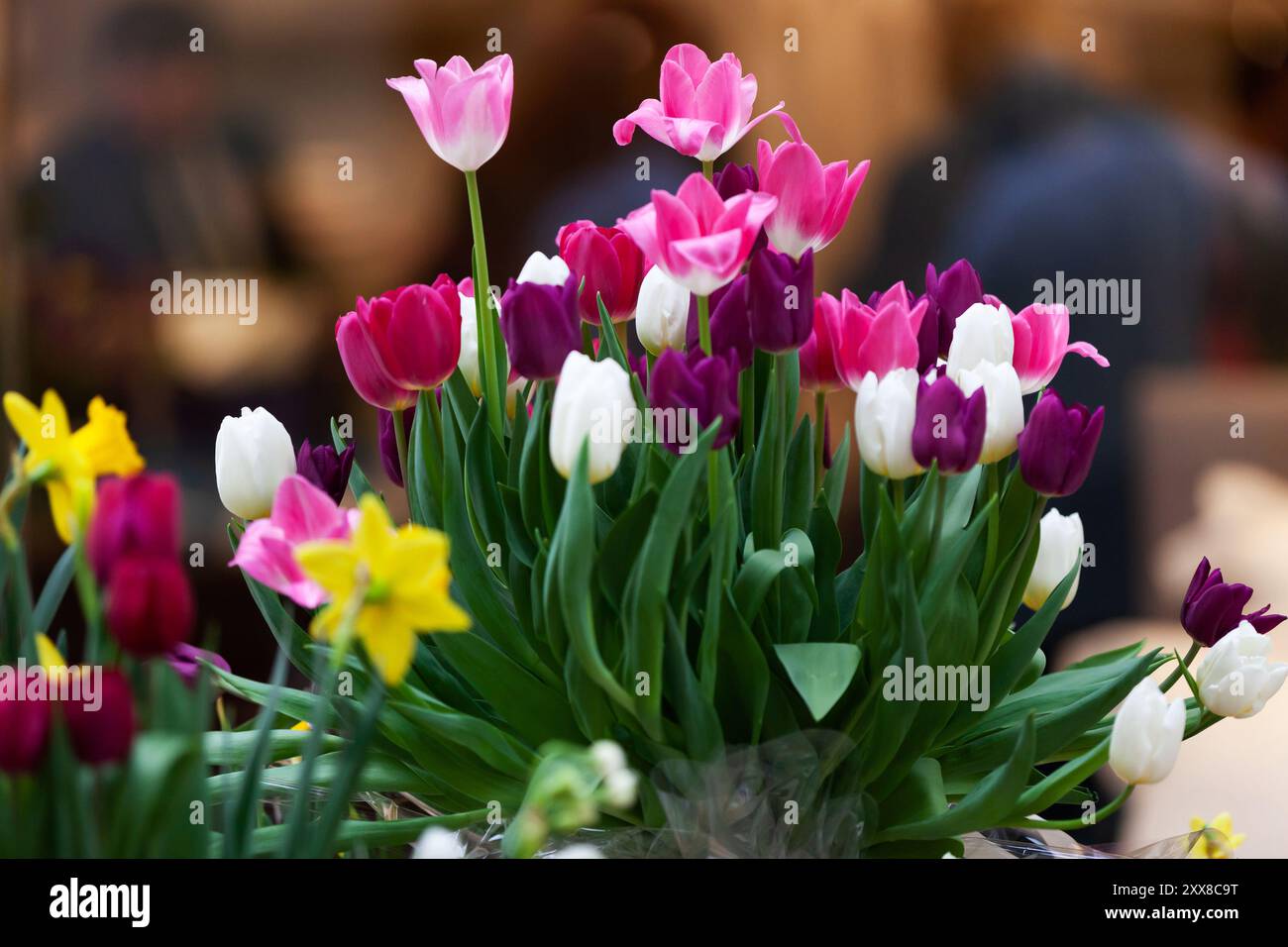 Beautiful bouquet collected from multi-colored tulips Stock Photo