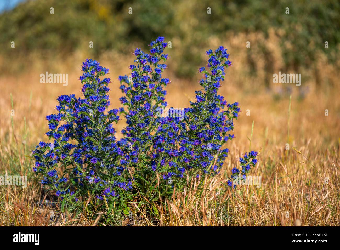 France, Somme, Baie de Somme, Le Hourdel, Echium vulgare L. Stock Photo