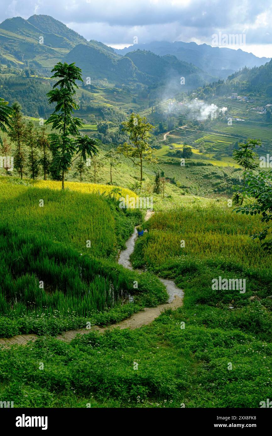 Vietnam, Bac Ha, rice fileds in terrace Stock Photo - Alamy