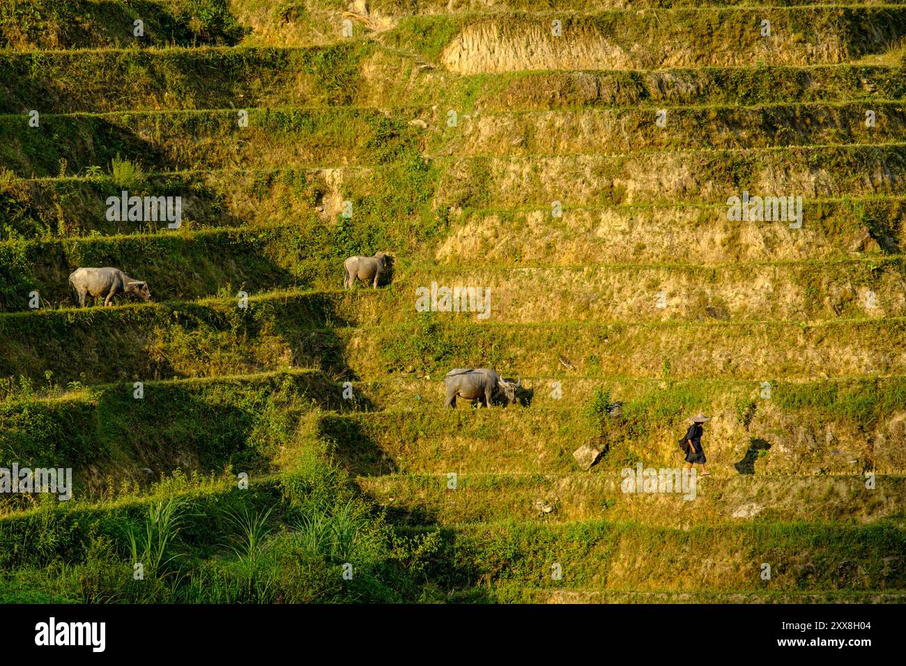 Vietnam, Ha Giang, Hoang Su Phi, people of La Chi erthnic group working in rice fields Stock Photo
