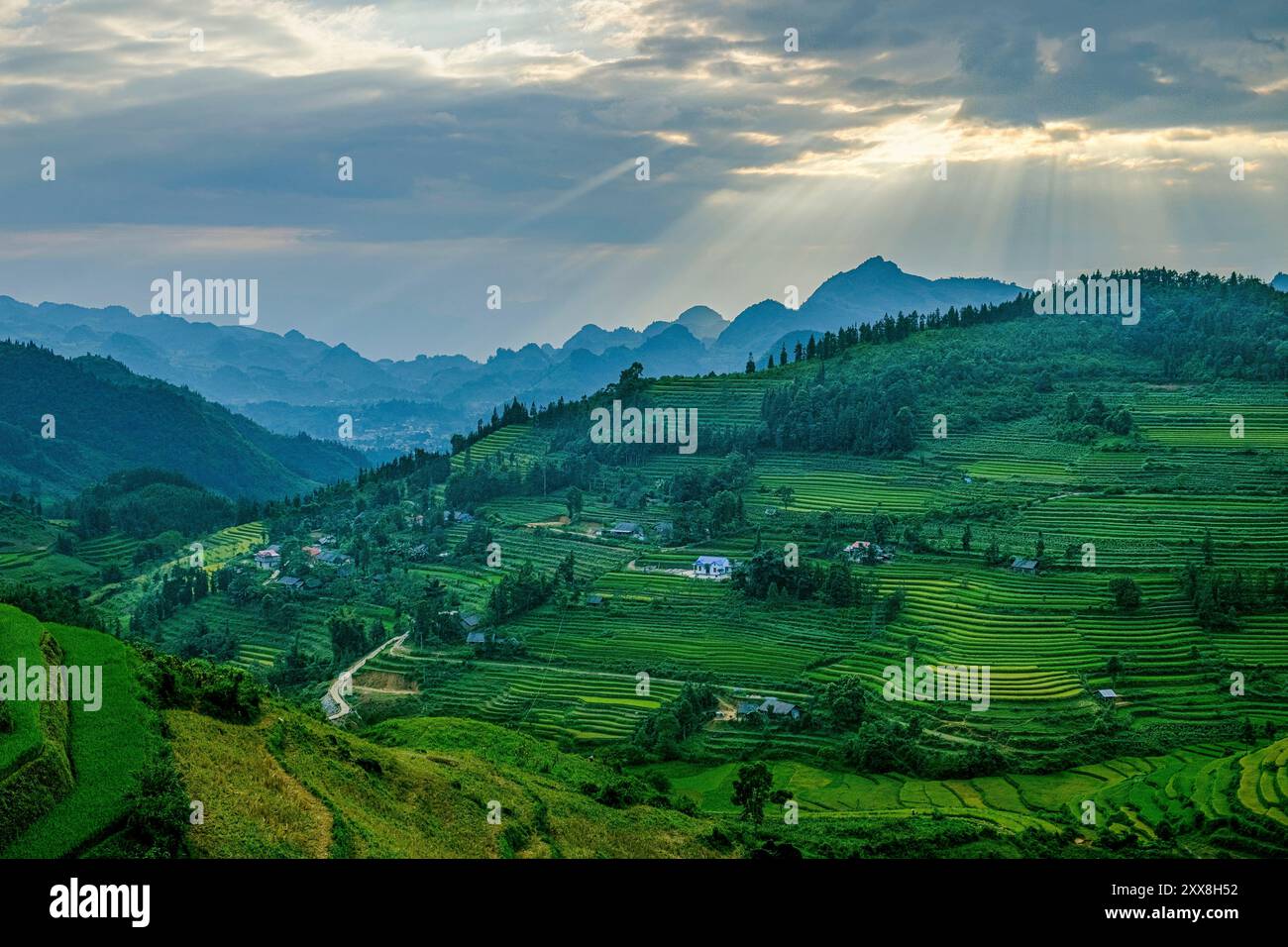 Vietnam, Bac Ha, rice fileds in terrace Stock Photo - Alamy