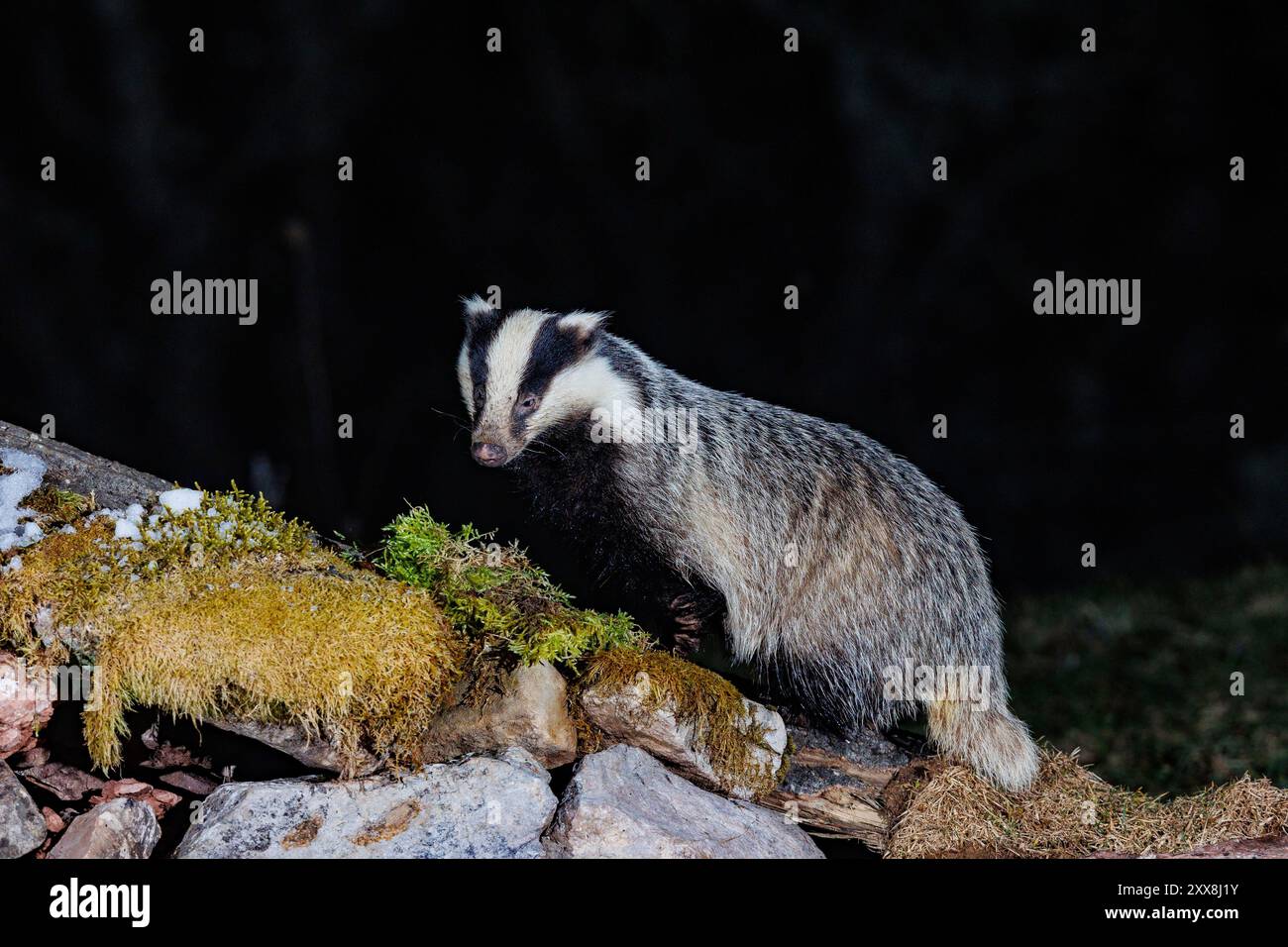 Spain, Community of Castile and Leon, Province of Leon, Riano, European Badger (Meles meles), moving by night Stock Photo