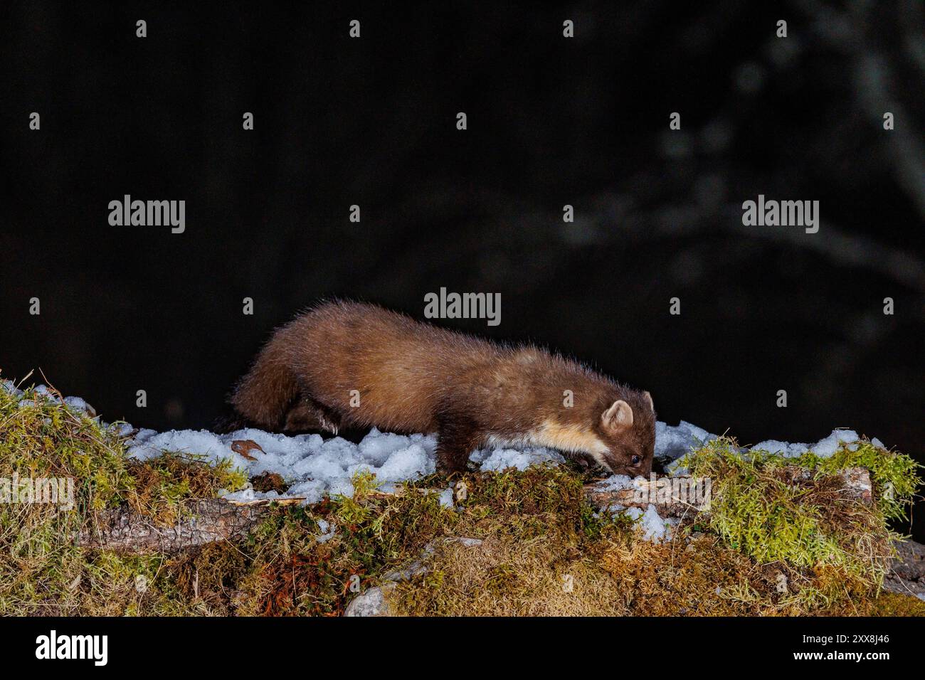 Spain, Community of Castile and Leon, Province of Leon, Riano, Pine marten (Martes martes), moving at night Stock Photo