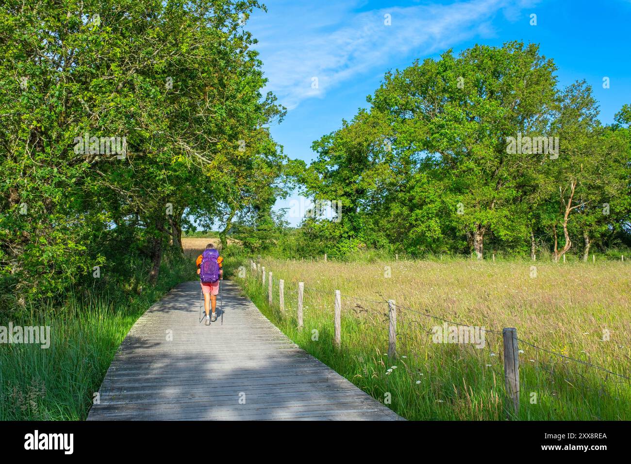 France, Morbihan, Gulf of Morbihan, surroundings of Surzur, hike on the ...