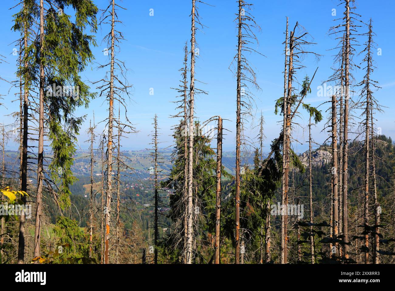 Tatra mountains in Poland. Impact of woodboring beetle. Spruce forest infested by European spruce bark beetle (Ips typographus). Stock Photo