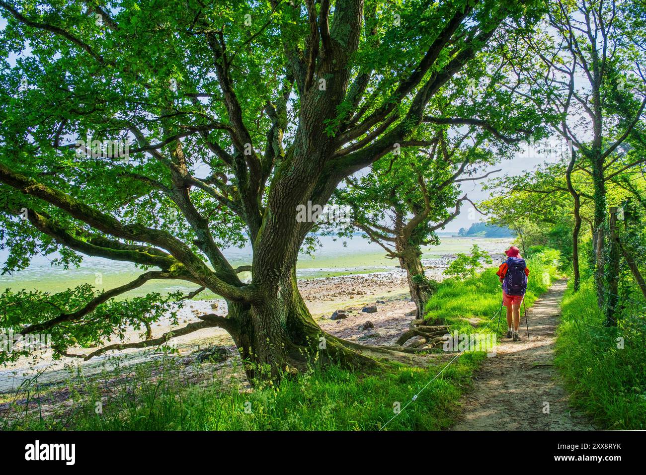 France, Morbihan, Gulf of Morbihan, Sarzeau, hike on the GR 34 long ...