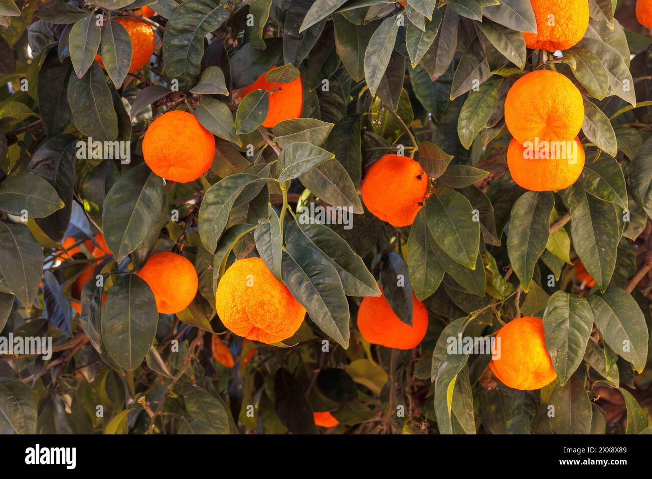 Citrus fruit andalusia hi-res stock photography and images - Alamy