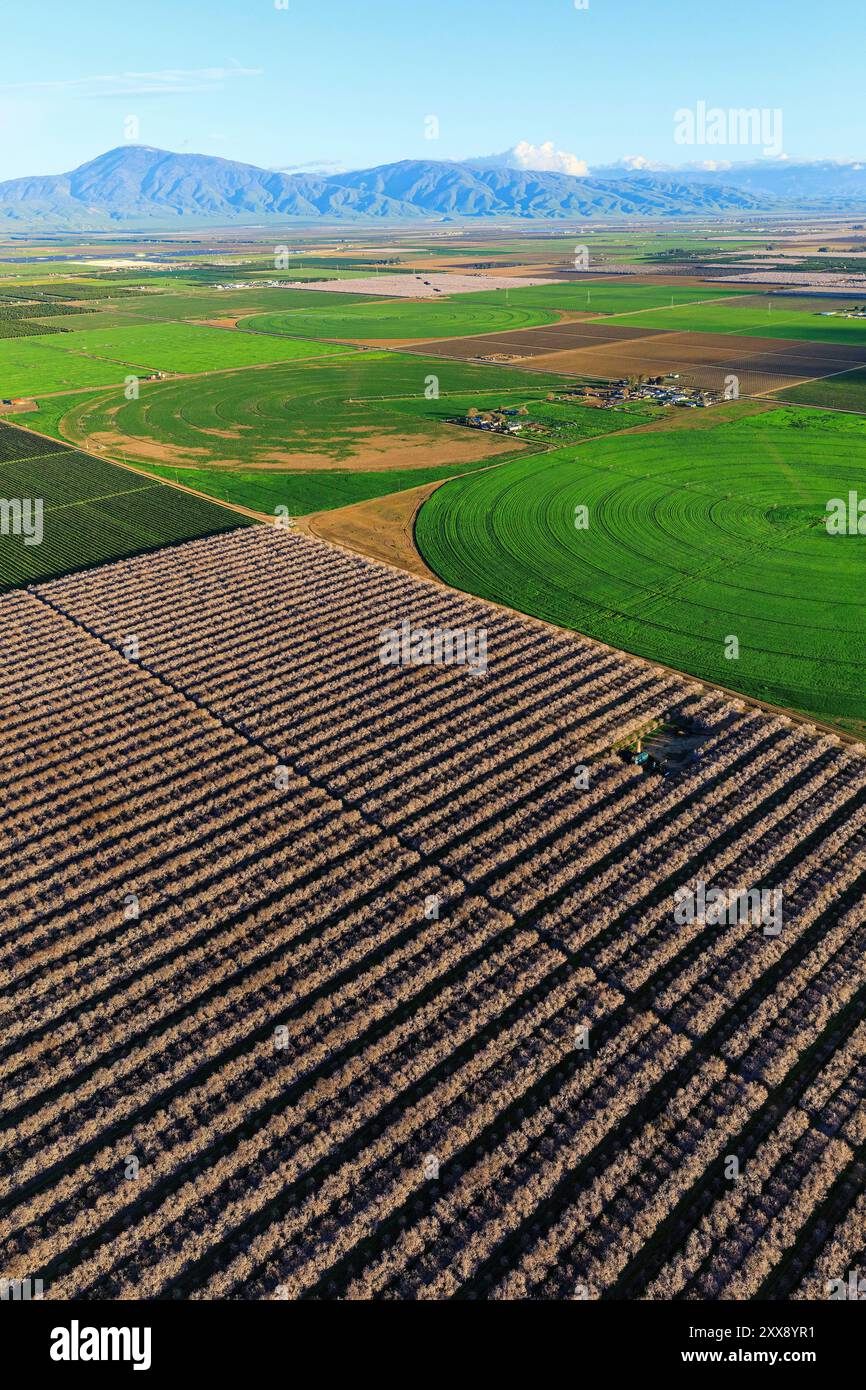 United States, California, Kern County, Bakersfield, almond plantation (aerial view) Stock Photo