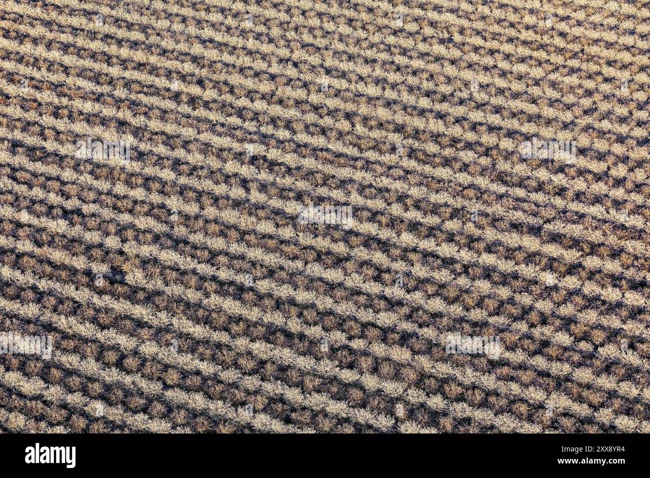 United States, California, Kern County, Bakersfield, almond plantation (aerial view) Stock Photo