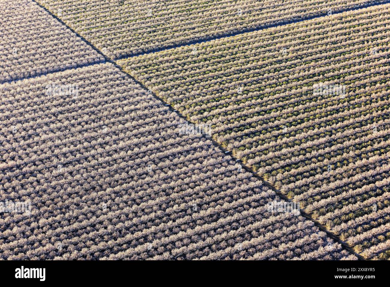 United States, California, Kern County, Bakersfield, almond plantation (aerial view) Stock Photo