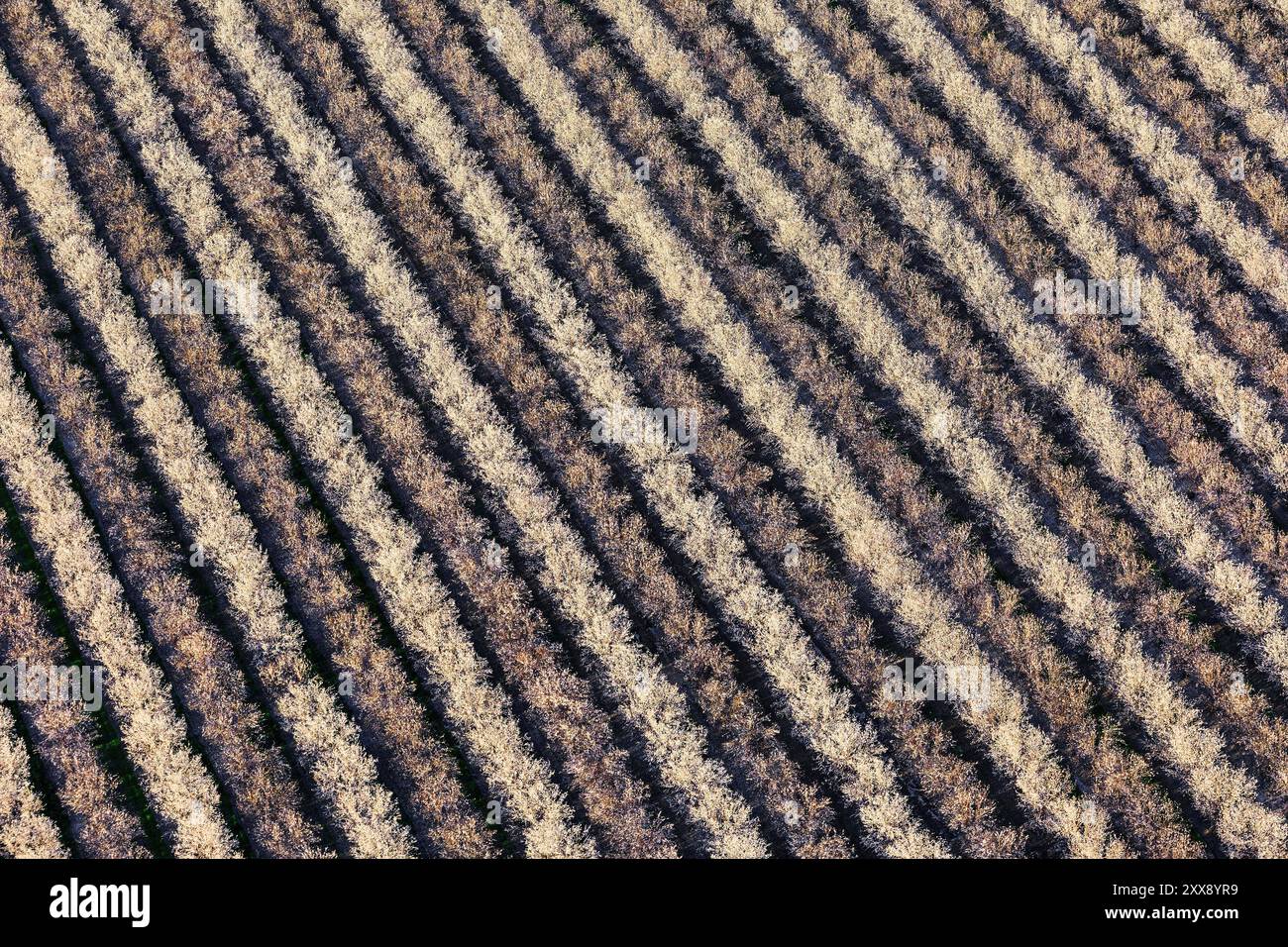 United States, California, Kern County, Bakersfield, almond plantation (aerial view) Stock Photo