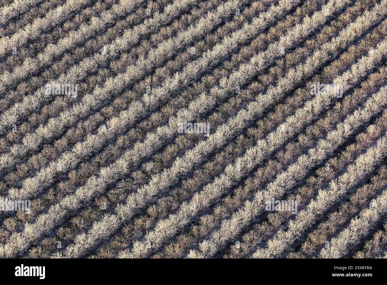 United States, California, Kern County, Bakersfield, almond plantation (aerial view) Stock Photo