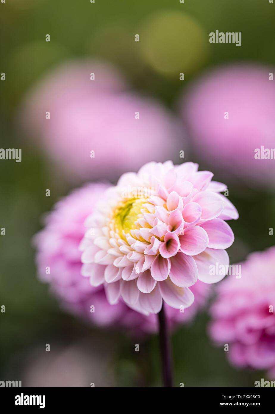 Dahlias in full bloom in the gardens of 'Dahlia Beach' Stock Photo - Alamy