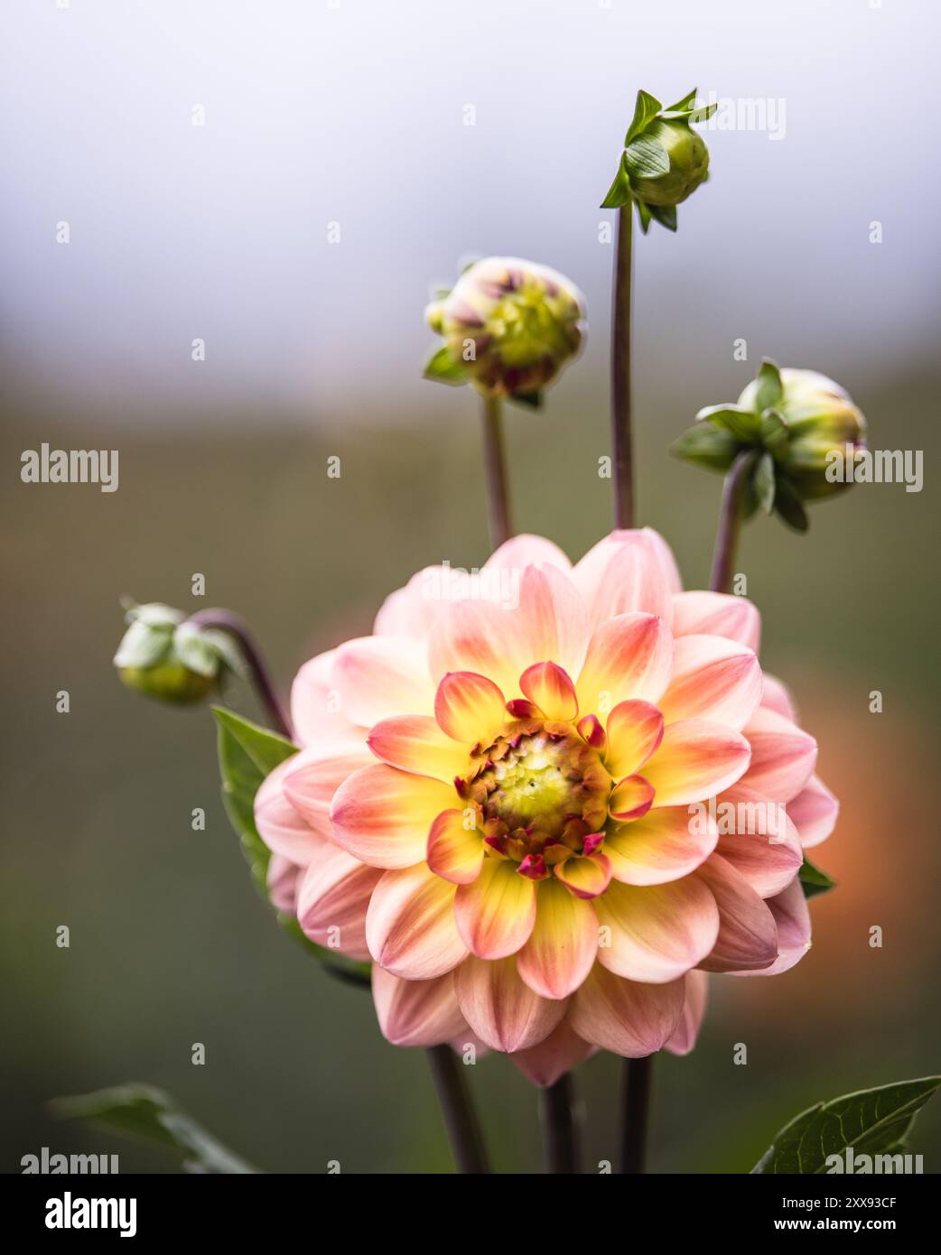 Dahlias in full bloom in the gardens of 'Dahlia Beach' Stock Photo - Alamy