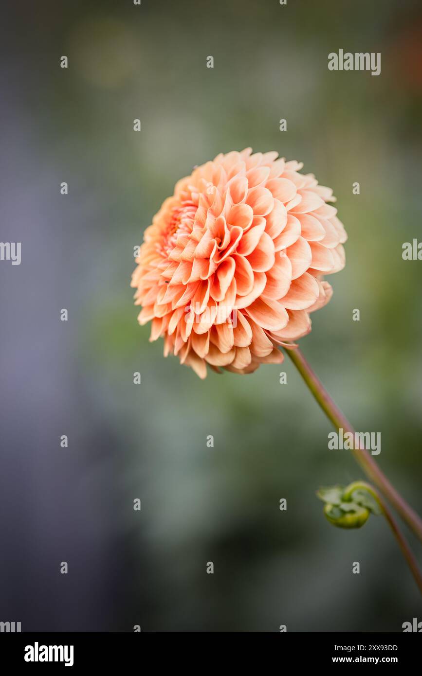 Dahlias in full bloom in the gardens of 'Dahlia Beach' Stock Photo - Alamy