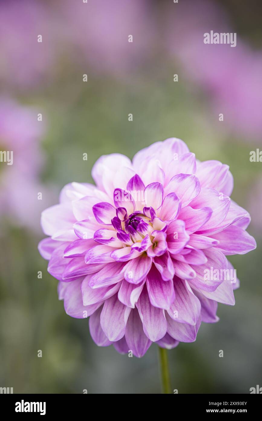 Dahlias in full bloom in the gardens of 'Dahlia Beach' Stock Photo - Alamy