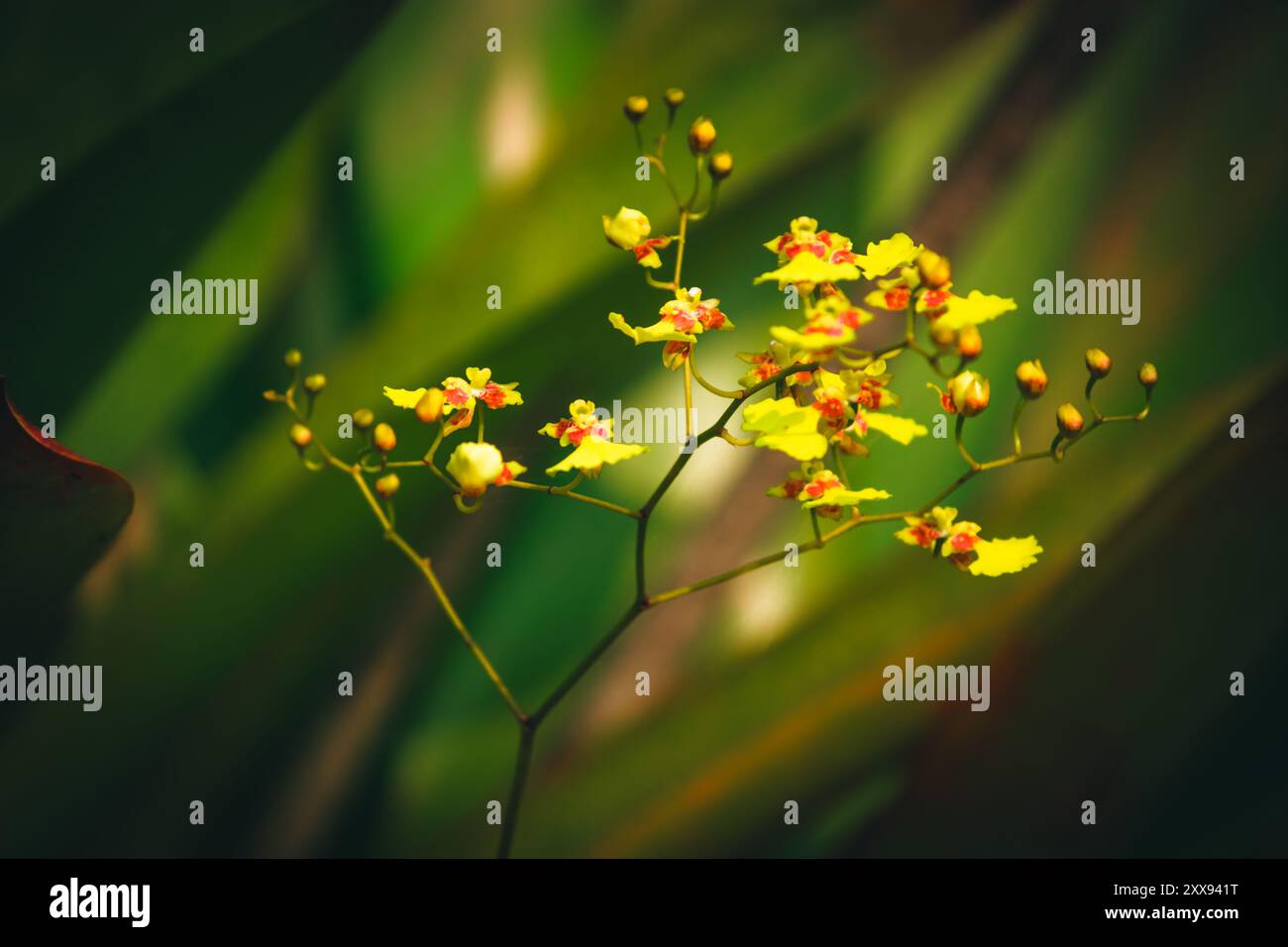 Orchids graceful form hi-res stock photography and images - Alamy