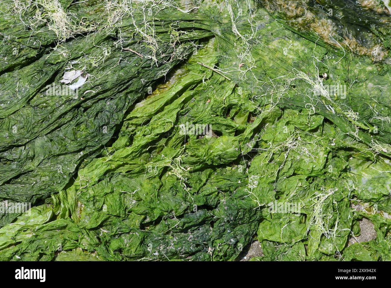 Dried chlorophyta green algae on the shore of San Teodoro Lagoon (Stagno di San Teodoro) in Sardinia island, Italy. Stock Photo