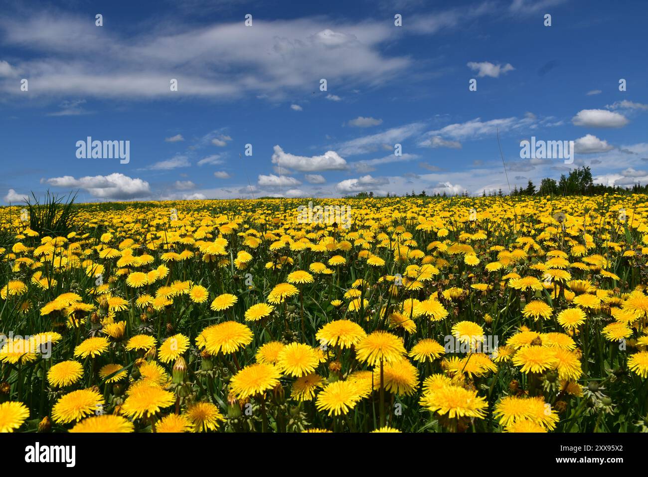 A dandelion field in bloom, Québec, Canada Stock Photo
