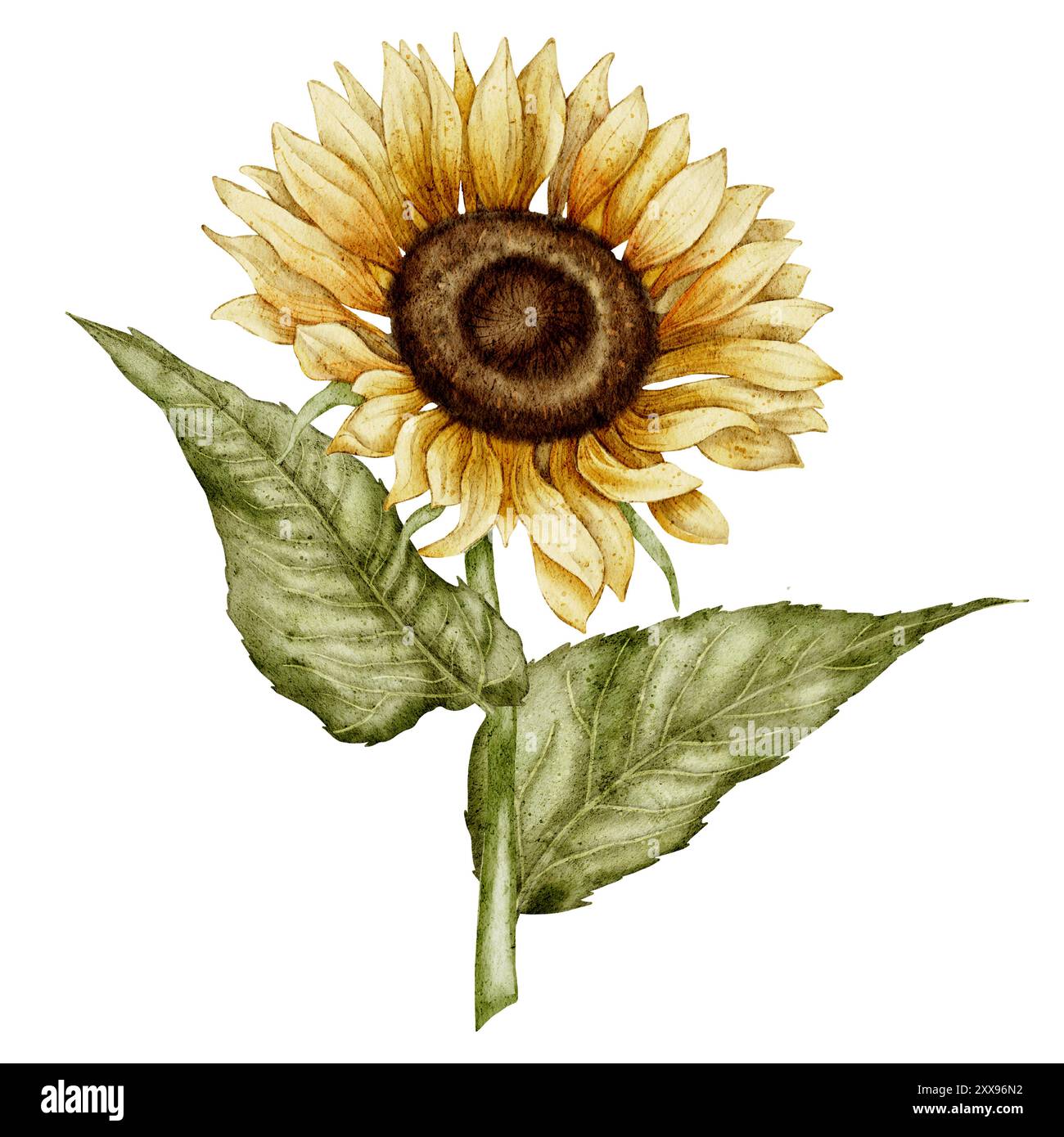 Watercolor Sunflower Illustration with Detailed Petals and green leaves ...