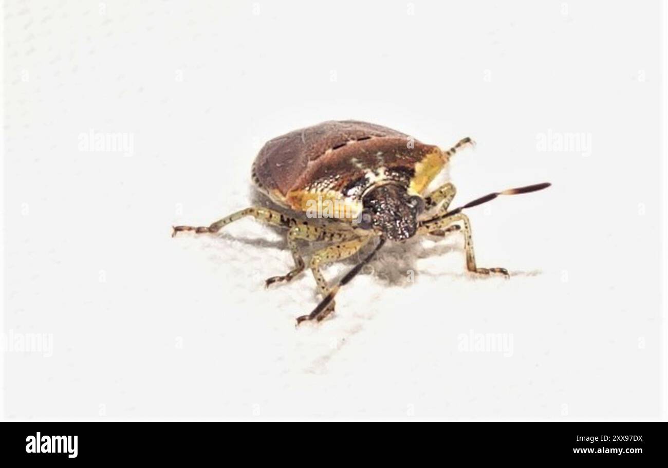 Pittosporum shield bug (Monteithiella humeralis) Insecta Stock Photo ...