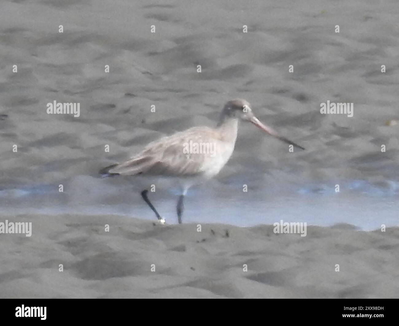 Eastern Bar-tailed Godwit (Limosa lapponica baueri) Aves Stock Photo ...