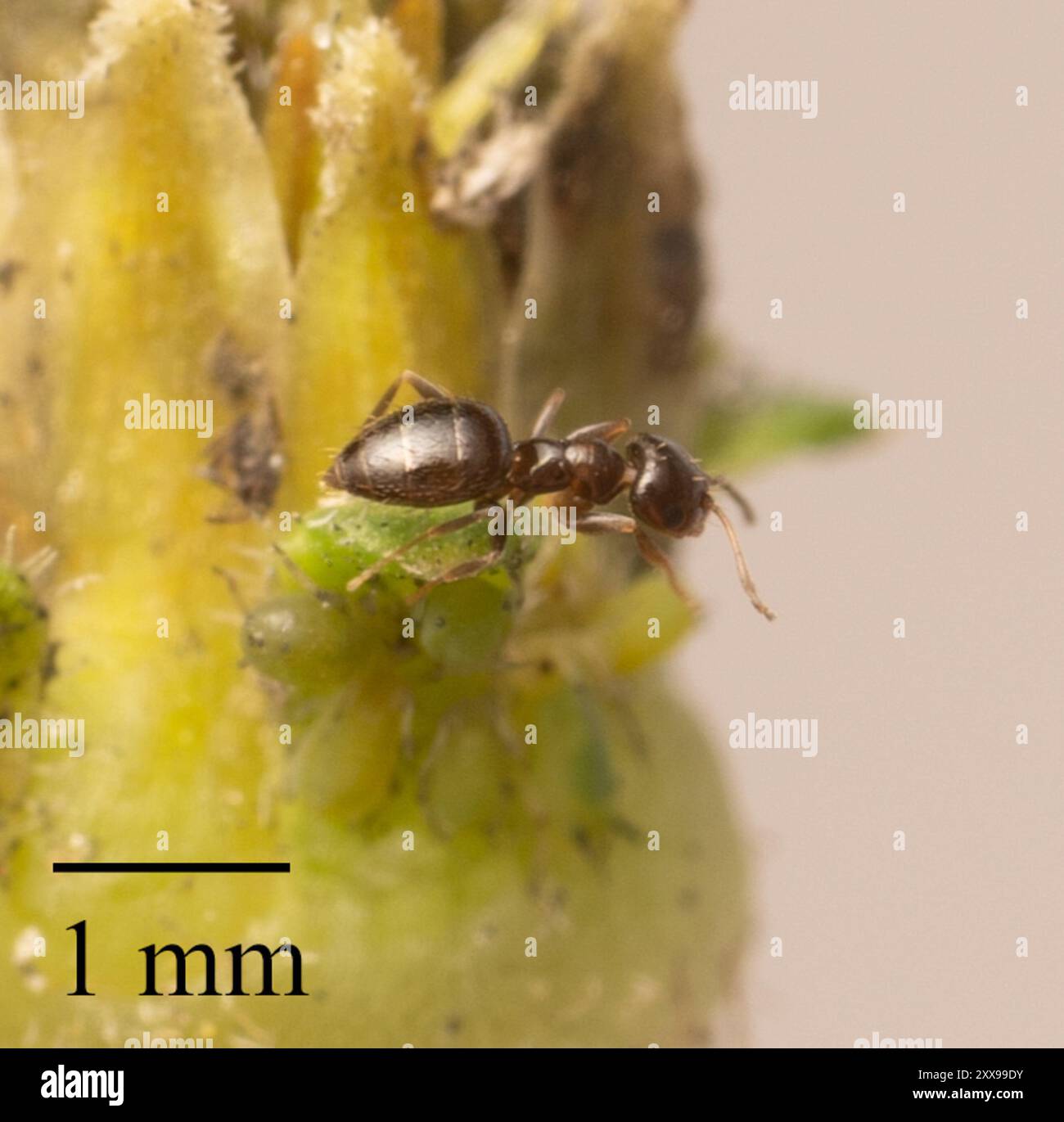 Dark Rover Ant Dark Rover Ant (Brachymyrmex patagonicus) Insecta Stock Photo - Alamy