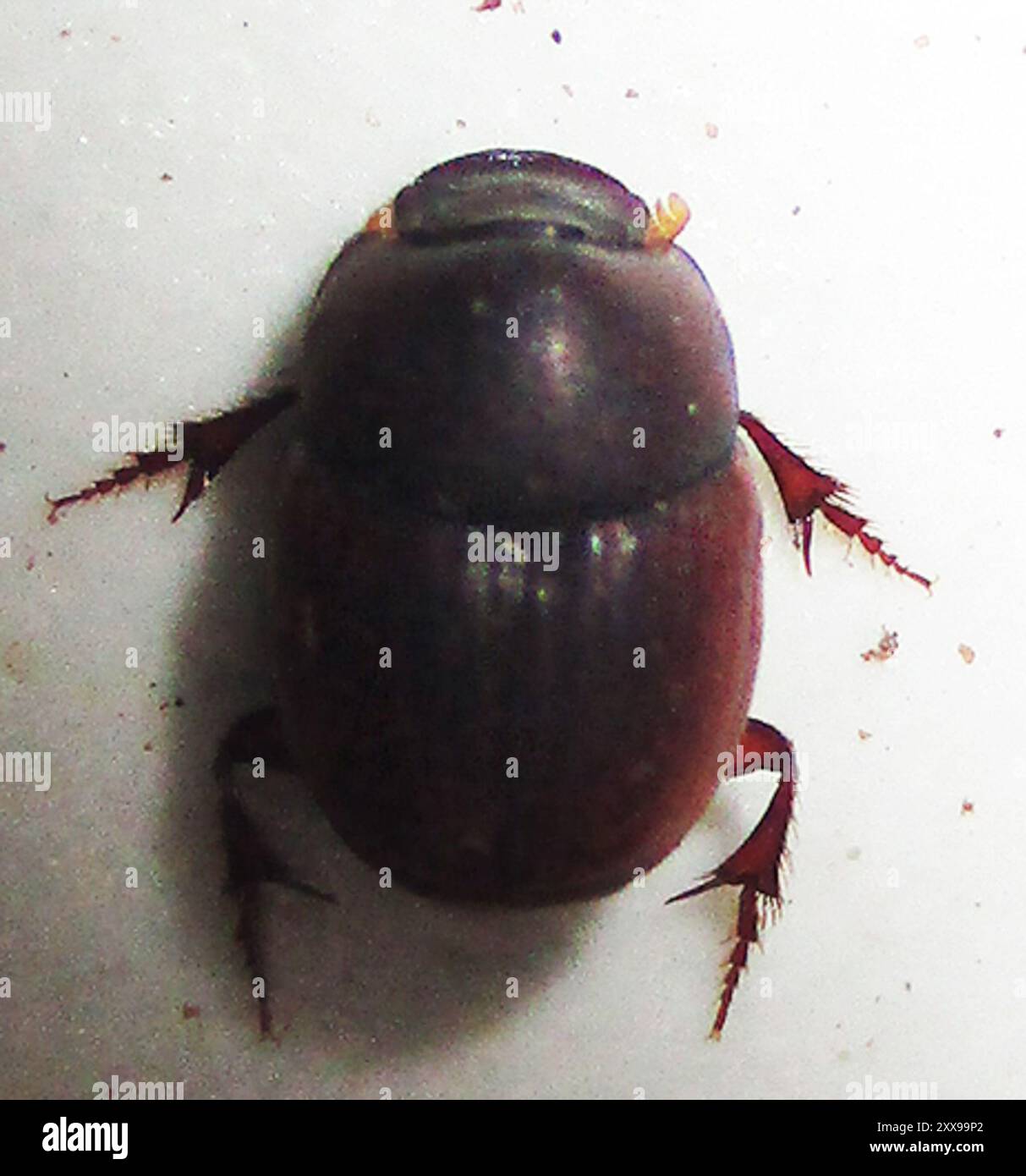 (Caccobius ferrugineus) Insecta Stock Photo - Alamy