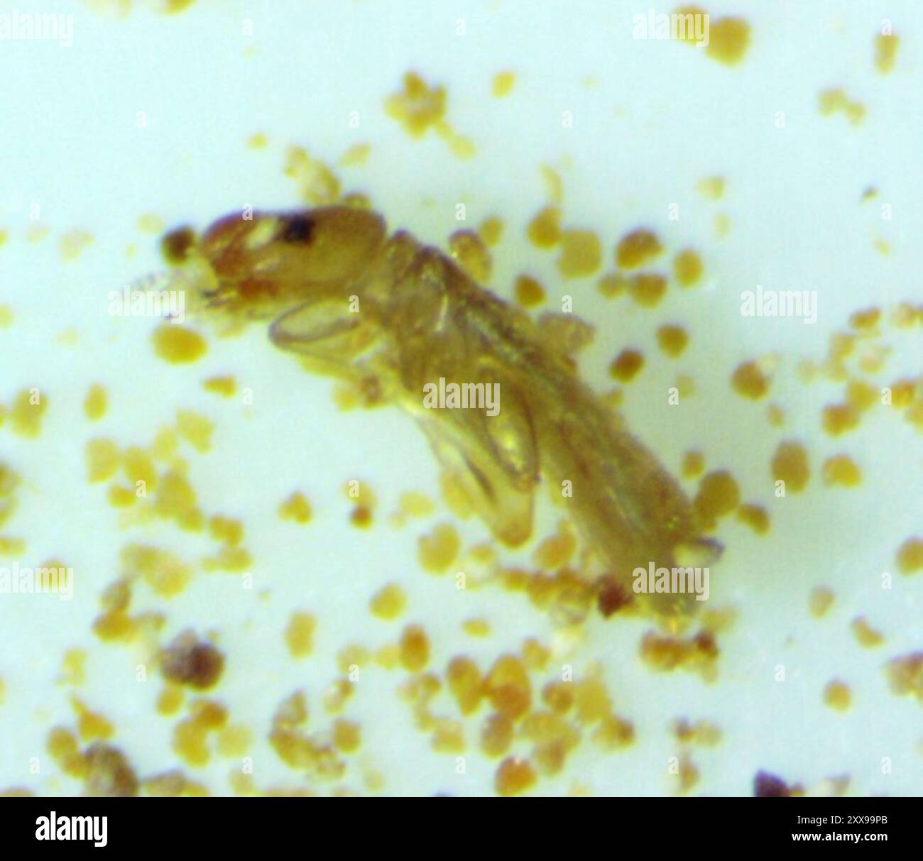 Liposcelis hi-res stock photography and images - Alamy