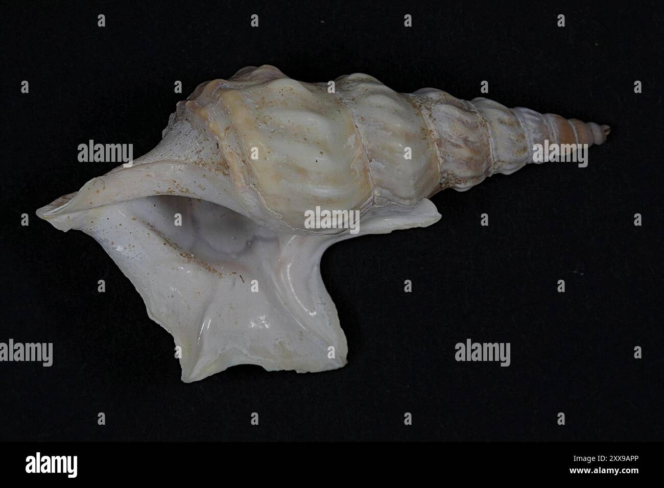 Pelican's-foot (Aporrhais pespelecani) Mollusca Stock Photo - Alamy