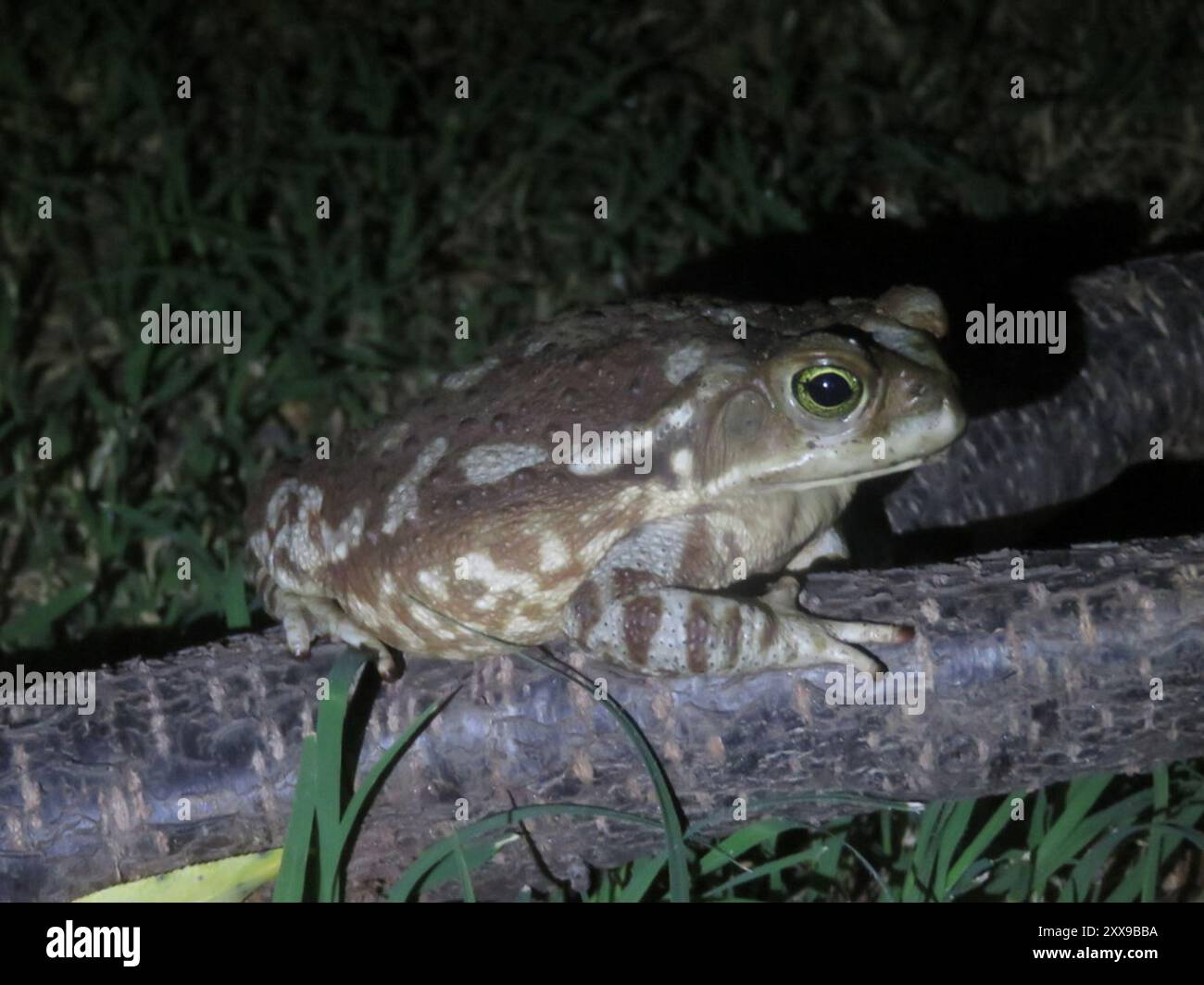 Argentine Toad (Rhinella arenarum) Amphibia Stock Photo - Alamy
