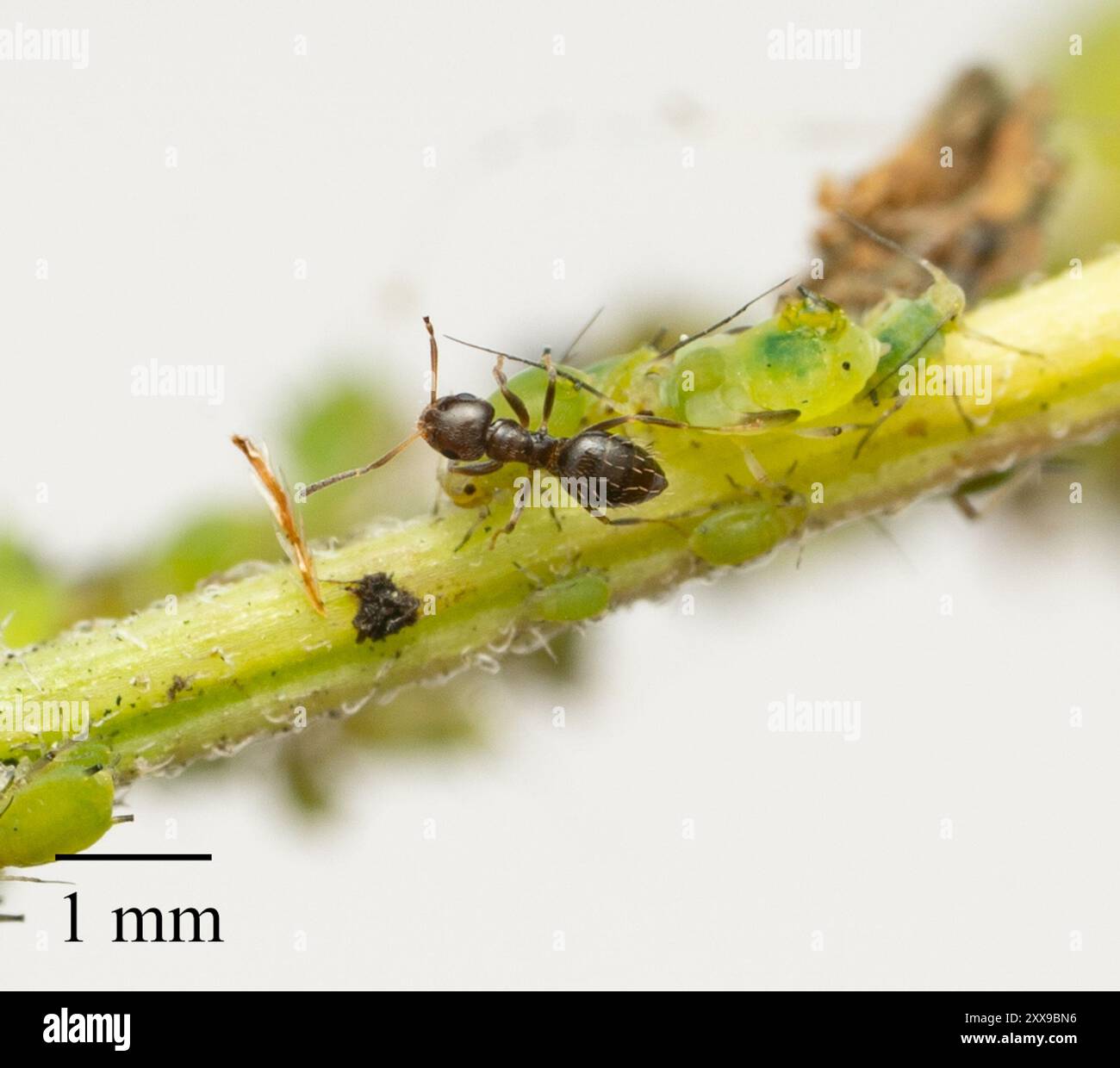 Dark Rover Ant Dark Rover Ant (Brachymyrmex patagonicus) Insecta Stock Photo - Alamy