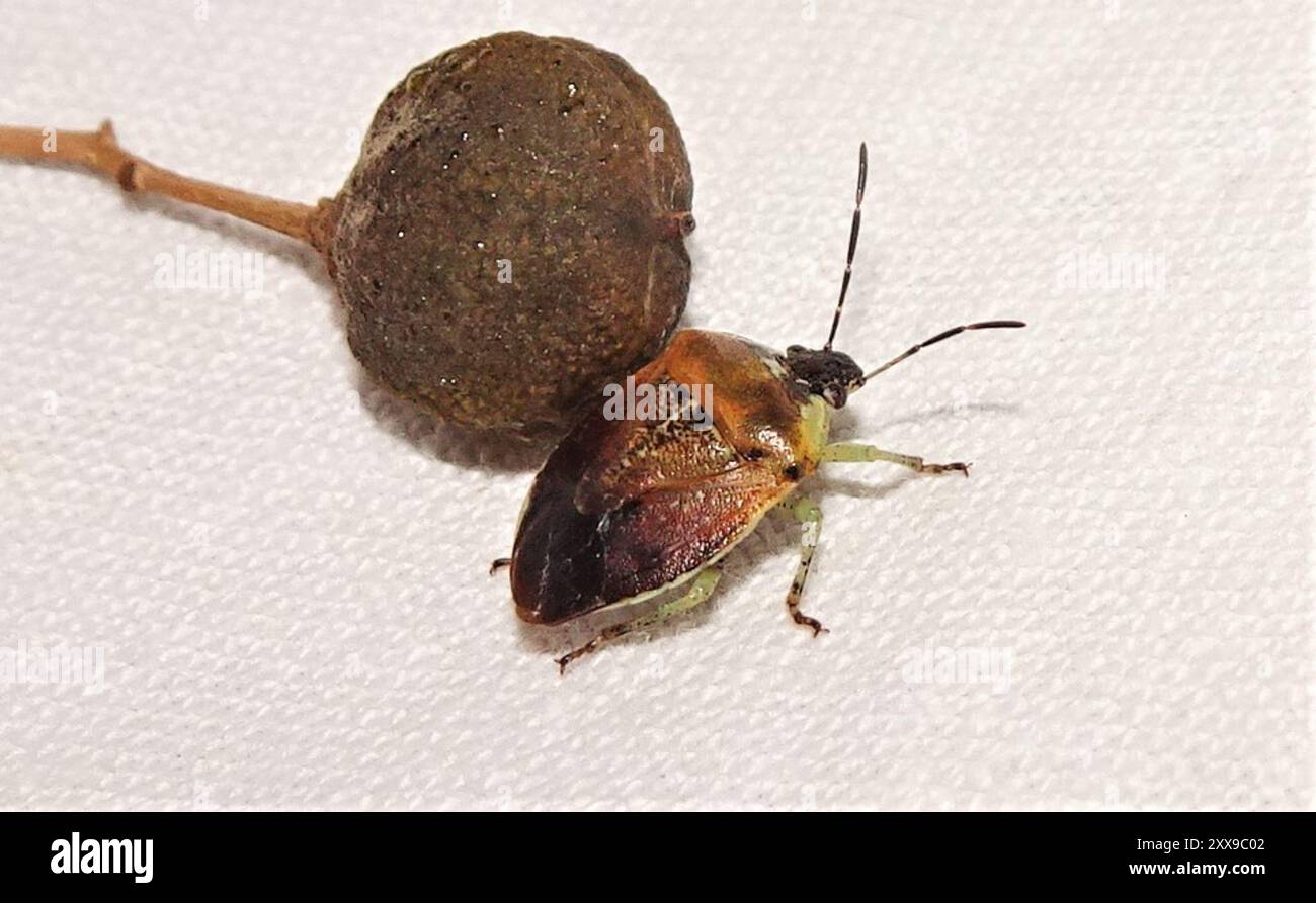 Pittosporum shield bug (Monteithiella humeralis) Insecta Stock Photo ...