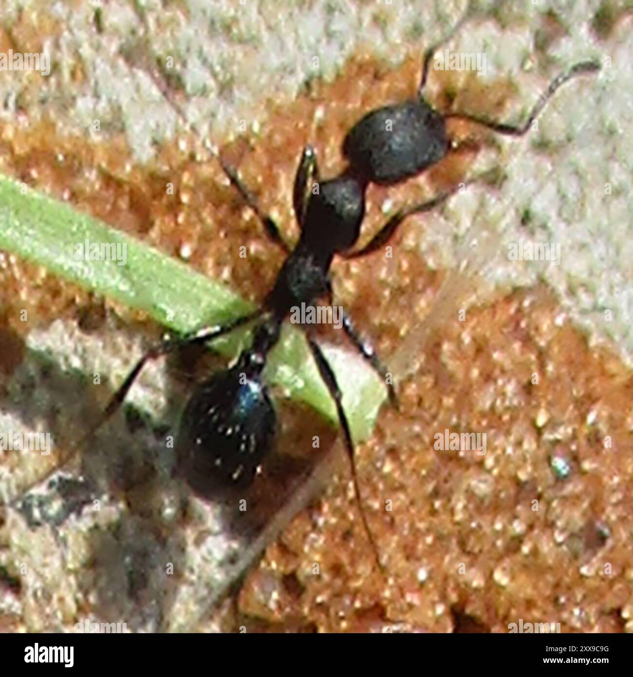 Carrion Inset Junod's Carrion Pharaoh ant (Monomorium junodi) Insecta Stock Photo - Alamy