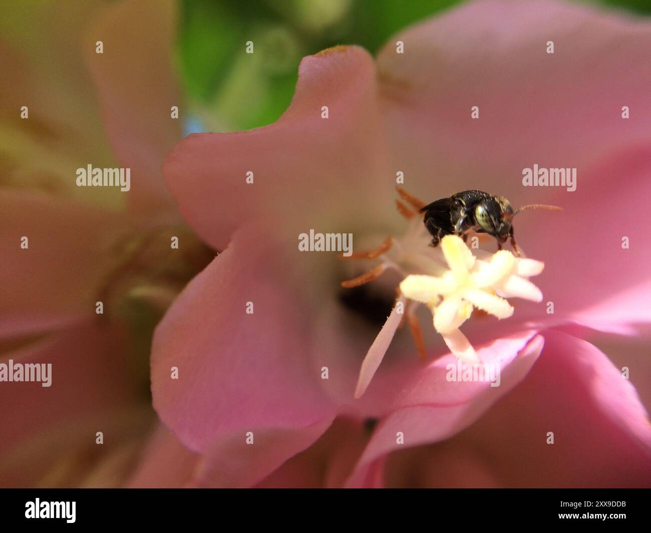 Mexican PittedStingless bee (Nannotrigona perilampoides) Insecta Stock