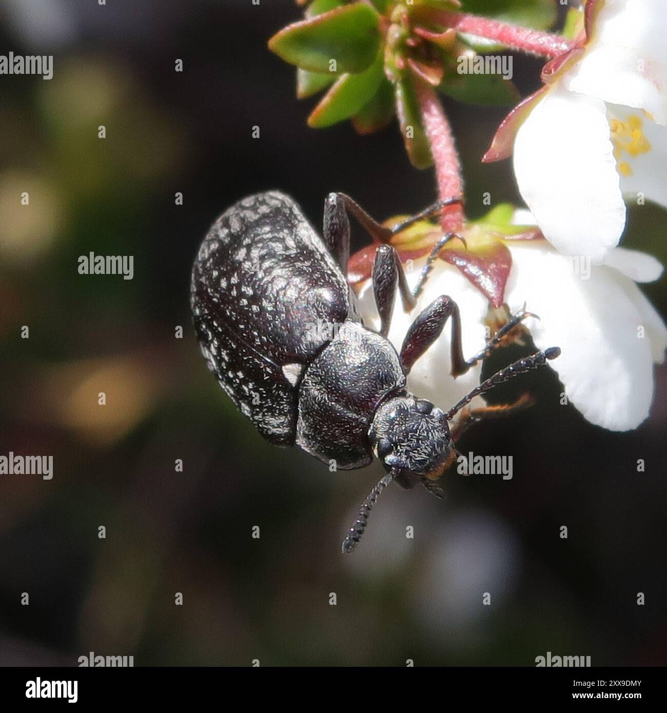 Sulsuli Insect Sulcicollis hi-res stock photography and images - Alamy