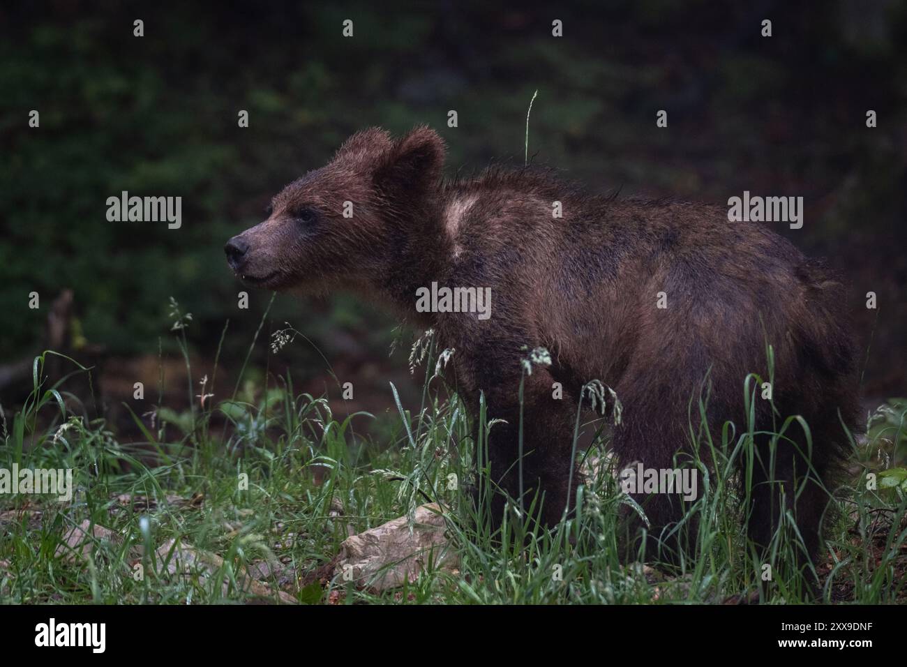 Brown bear in the forest Stock Photo - Alamy